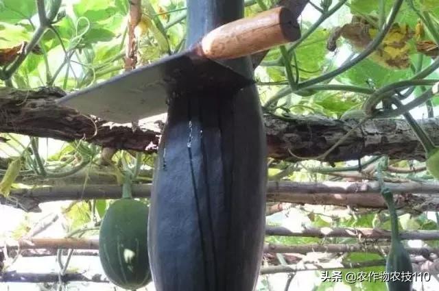 神奇砍瓜吃法视频,神奇砍瓜视频完整版