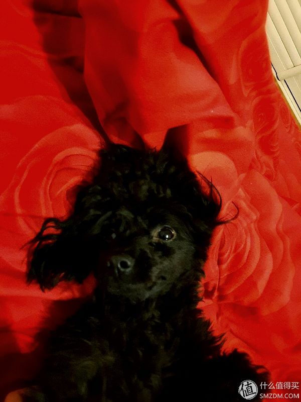 土狗子的狗粮怎么选购的,平价狗粮推荐幼犬粮