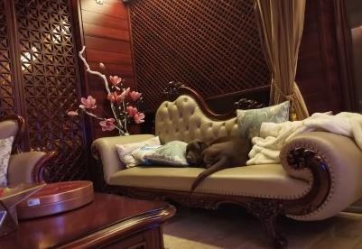 过度兴奋的狗子,狗狗兴奋的表现和症状