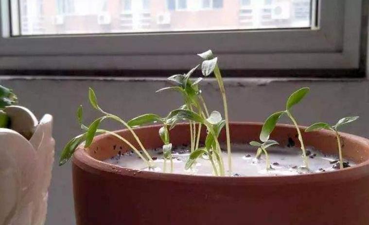 哪些废水可以浇花,生活废水怎么处理后可以浇花