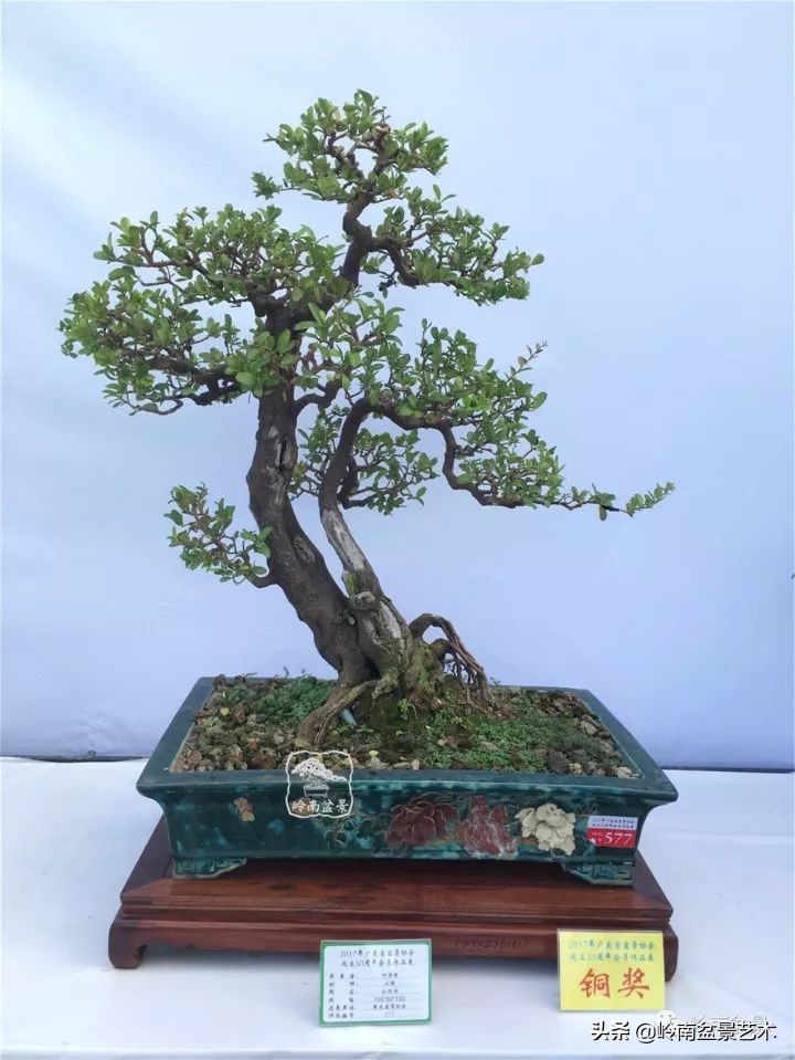 双干树,双干型果树