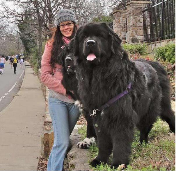 狗狗不容易生病排行榜,狗狗最萌十大排名视频