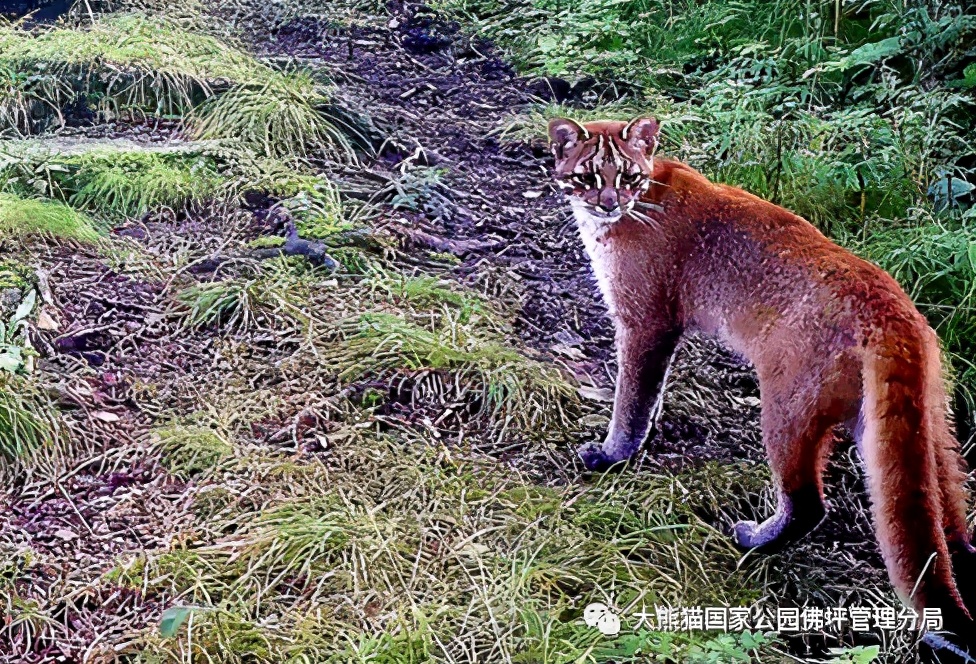佛坪都有什么野生动物,周至佛坪野生动物