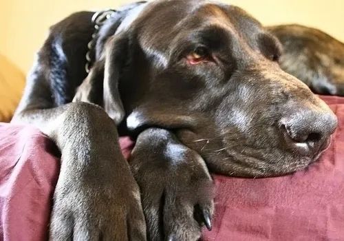 狗狗不吃东西没精神还呕吐腹泻,狗狗拉稀便反反复复是什么情况