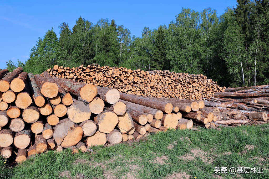 资源类上涨,2024年杉木材行情走势