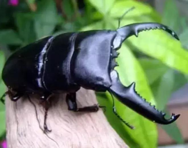 山西太原：拳头大的“虫皇帝”悄悄潜入太原！国内无天敌！海关首次截获！一旦入侵后果难料