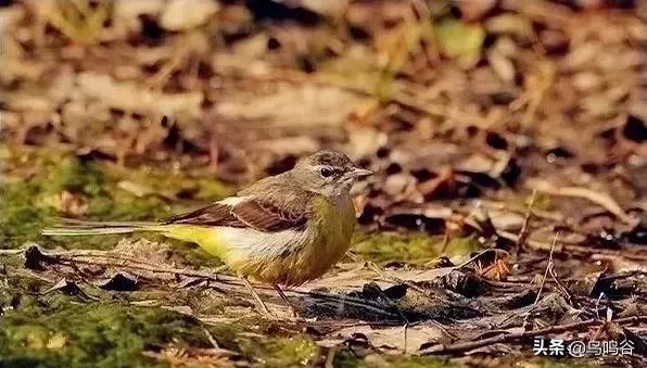 看图识鸟图片及答案,看图识鸟软件哪个好用