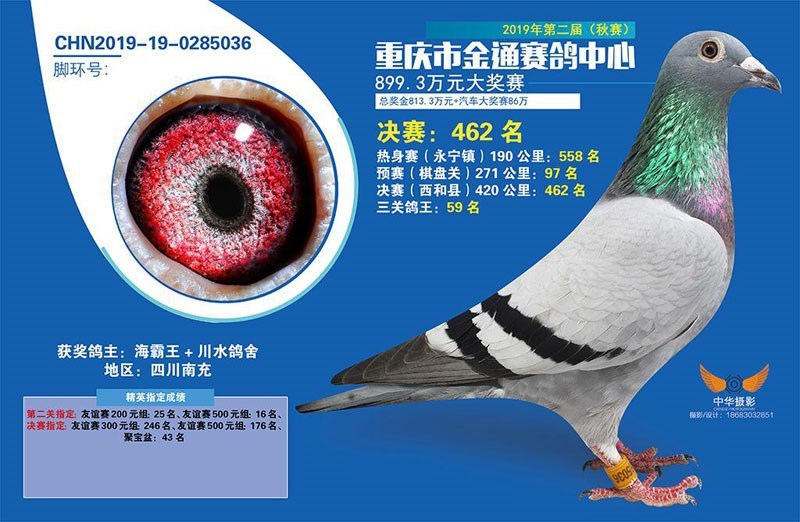 海霸王詹森纪录,冠霖公棚2017年获奖鸽欣赏