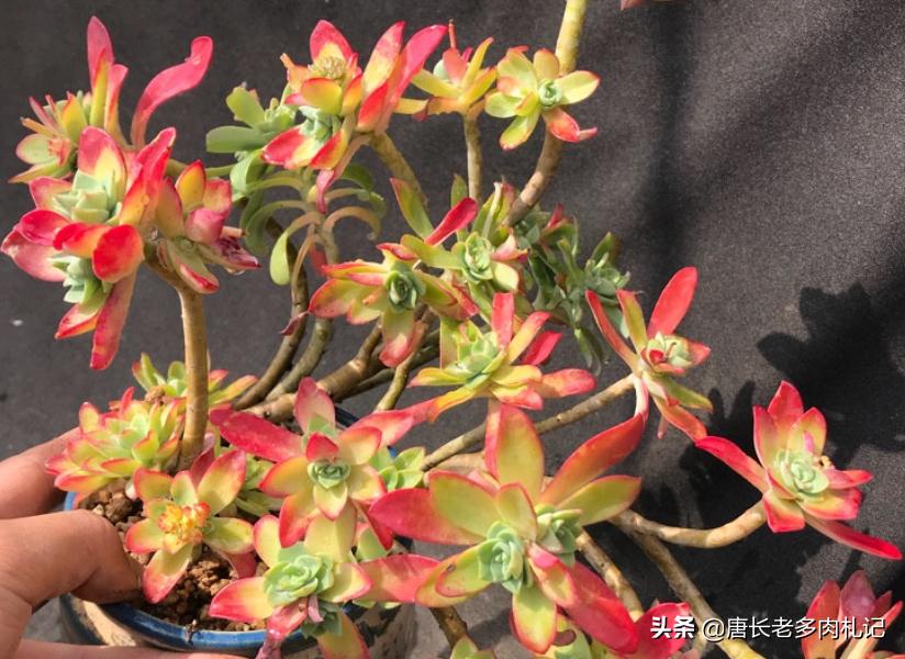 多肉上盆后一直不服盆怎么办,多肉阿伦培夏天上盆好服盆吗