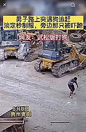 恶犬咬人被反杀集锦解气,恶犬咬人被一招制服