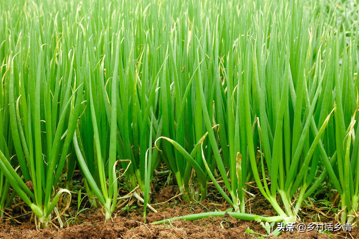 各种蔬菜种植时间表辣椒,各种蔬菜的种植时间和方法陕西