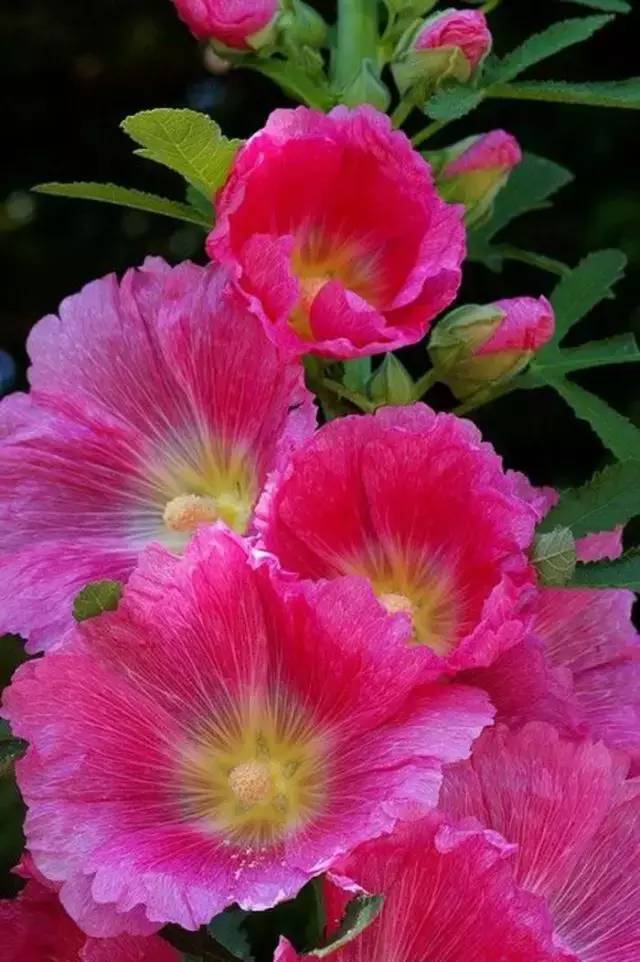 赏花时间表,赏花季节及图片