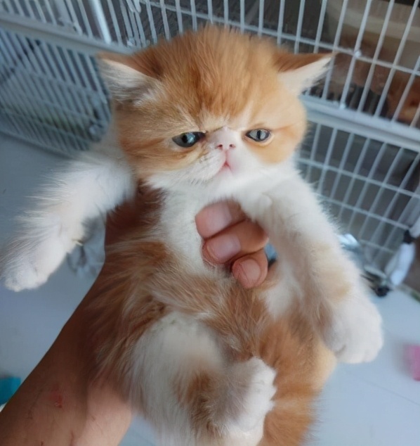 加菲猫如何养才健康,加菲猫怎么养才正确