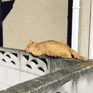 自从有了橘猫,我终于体会到什么叫“十橘九渣”!