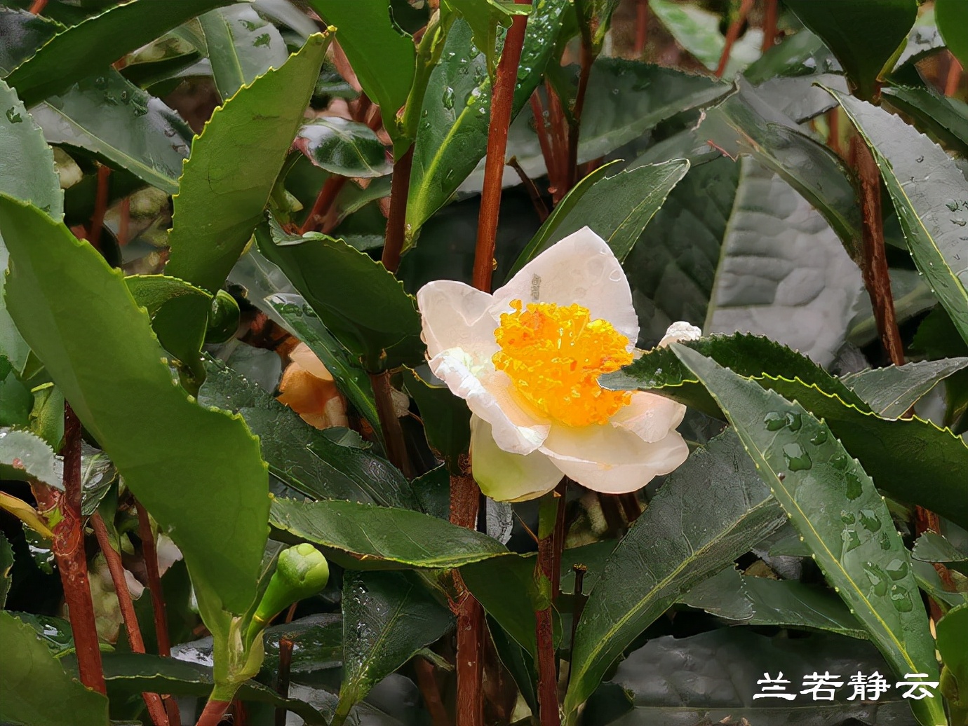 福安白云山的九龙洞介绍,福安白云山九龙洞的传说