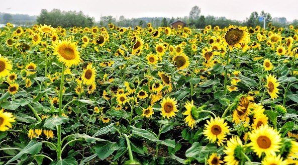 日本的国花是菊花还是樱花,日本国花到底是樱花还是菊花