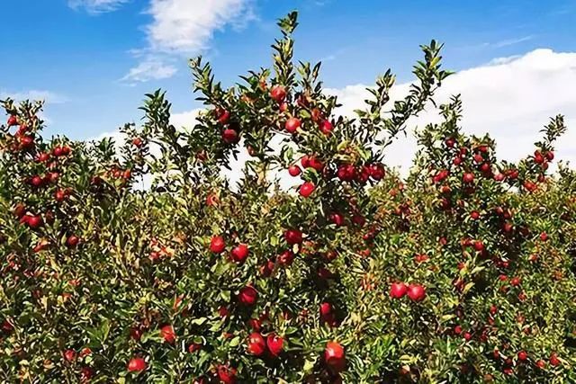 来自新西兰的嘎啦小苹果，一口就让你难忘