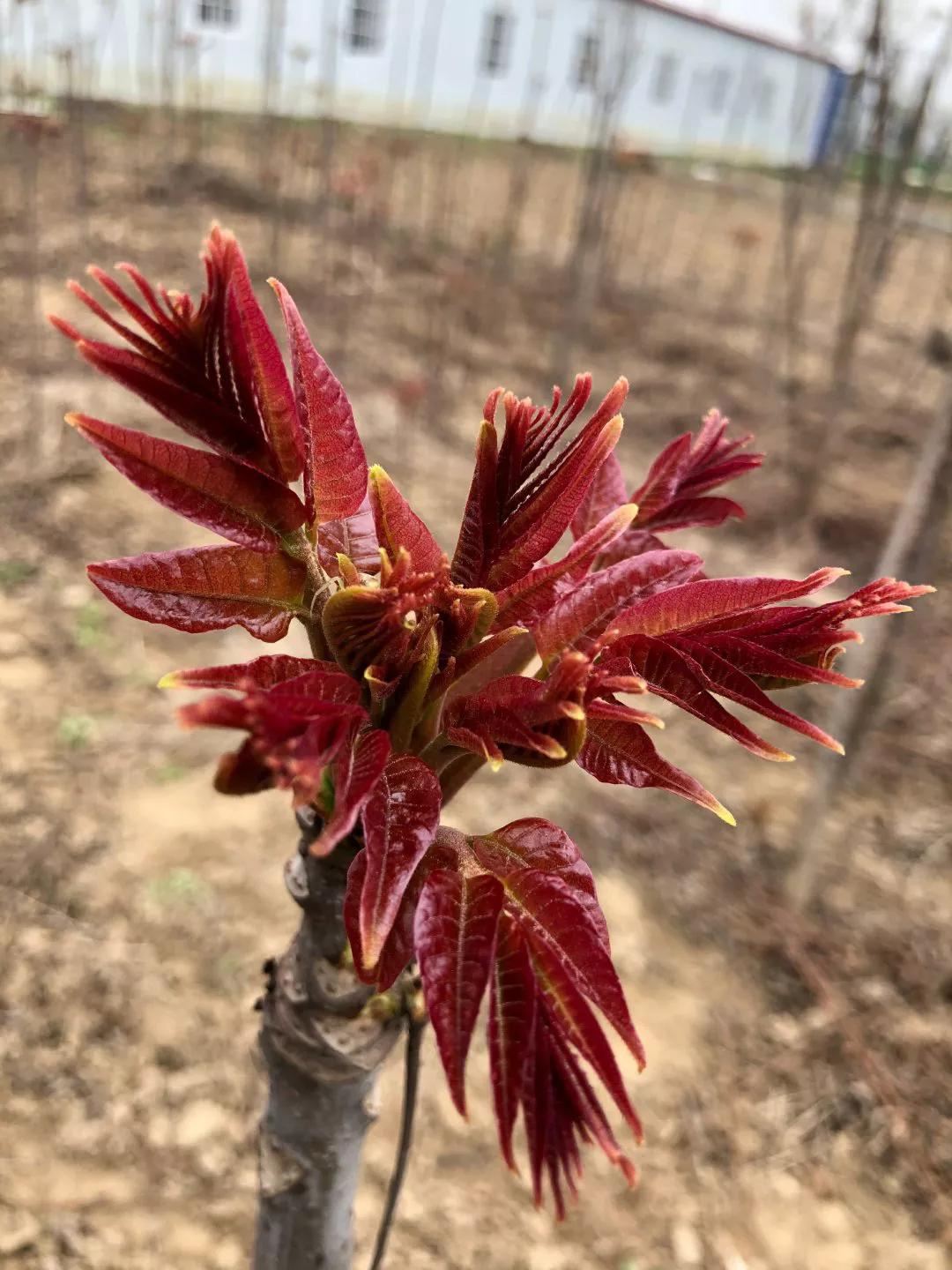 香椿亚硝酸盐会致癌吗,香椿含亚硝酸盐致癌