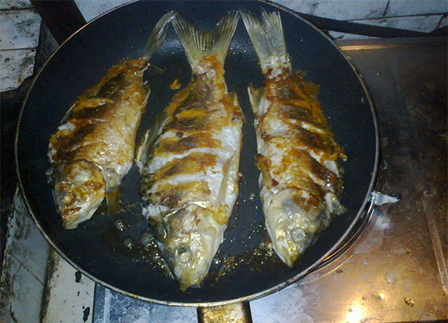 刚钓上来的野生大板鲫该怎么养活,野塘全是鲫鱼为什么就不吃钩