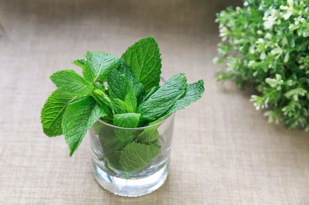 怎样才能养好薄荷叶盆栽,如何养护薄荷绿植