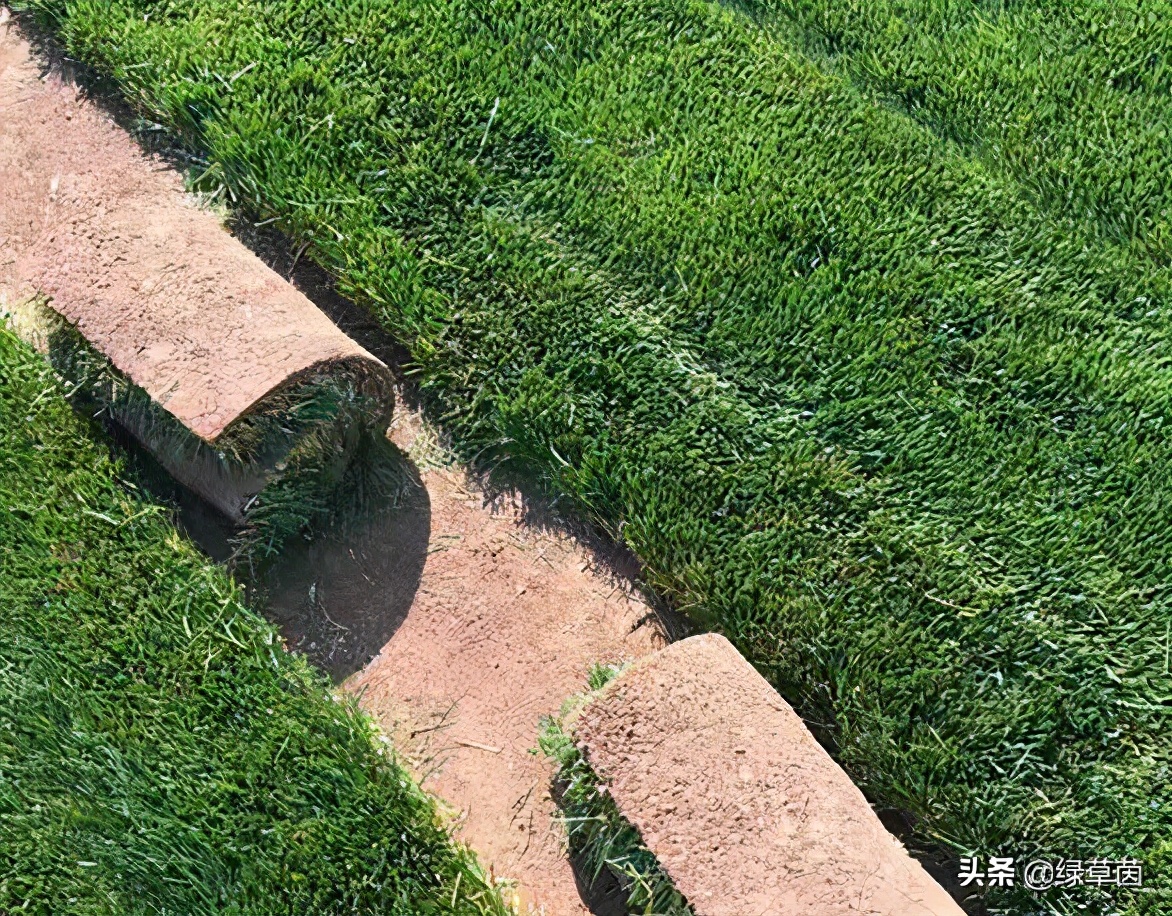 北方适合什么草坪种子带土,适合北方种植的草坪品种