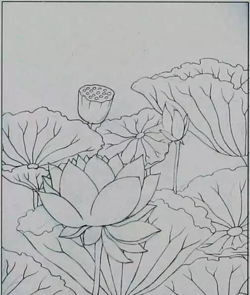 画荷塘与荷花,画一张美丽的荷塘画