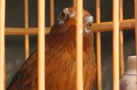 怎样识别一只画眉鸟的品种,一只好的画眉鸟怎样选图片