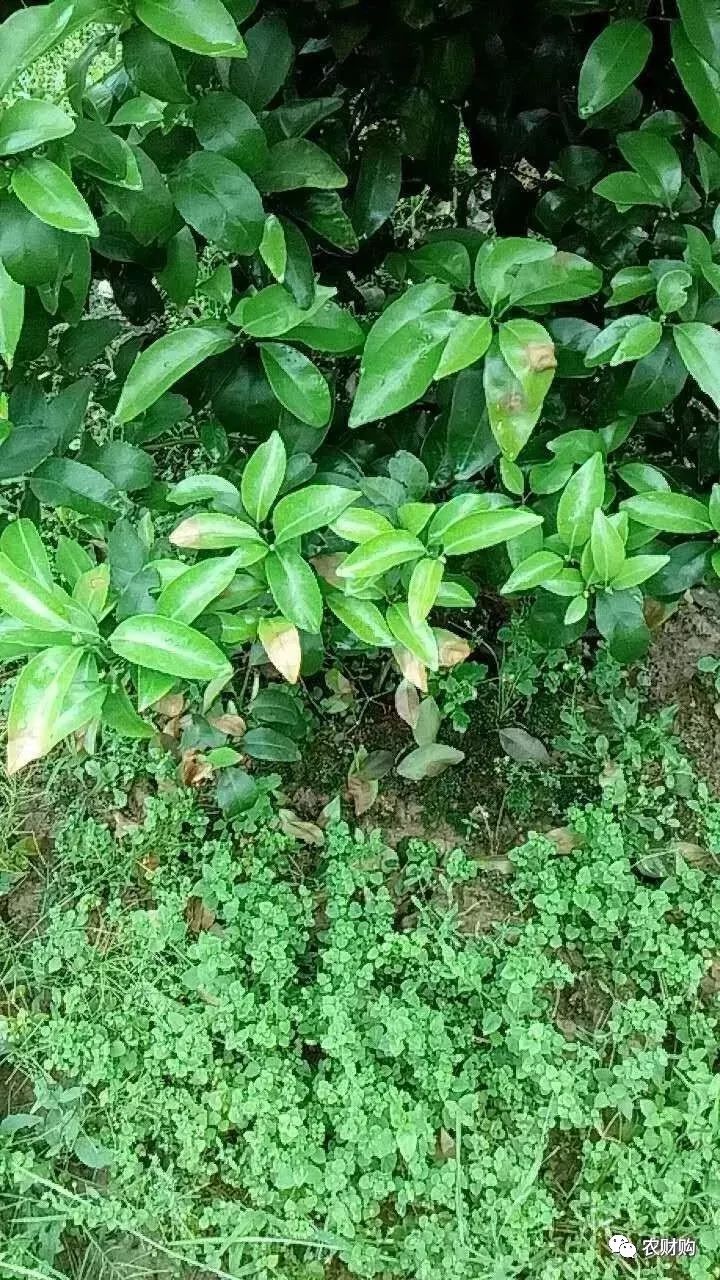 炭疽如何治疗以及预防,炭疽的预防和治疗