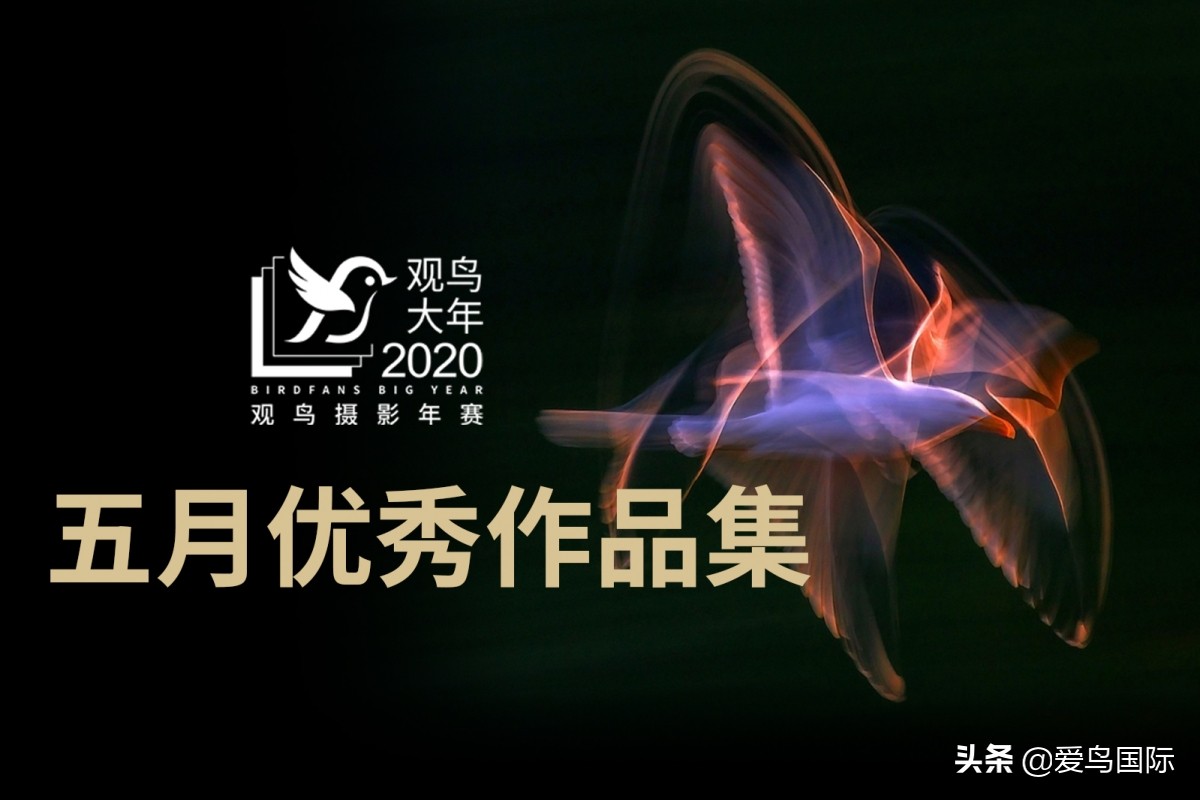 观鸟大年,观鸟大年免费