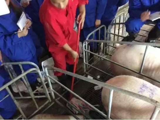 猪深部输精的技术路线及工艺流程,母猪深部输精间隔时间是多长时间