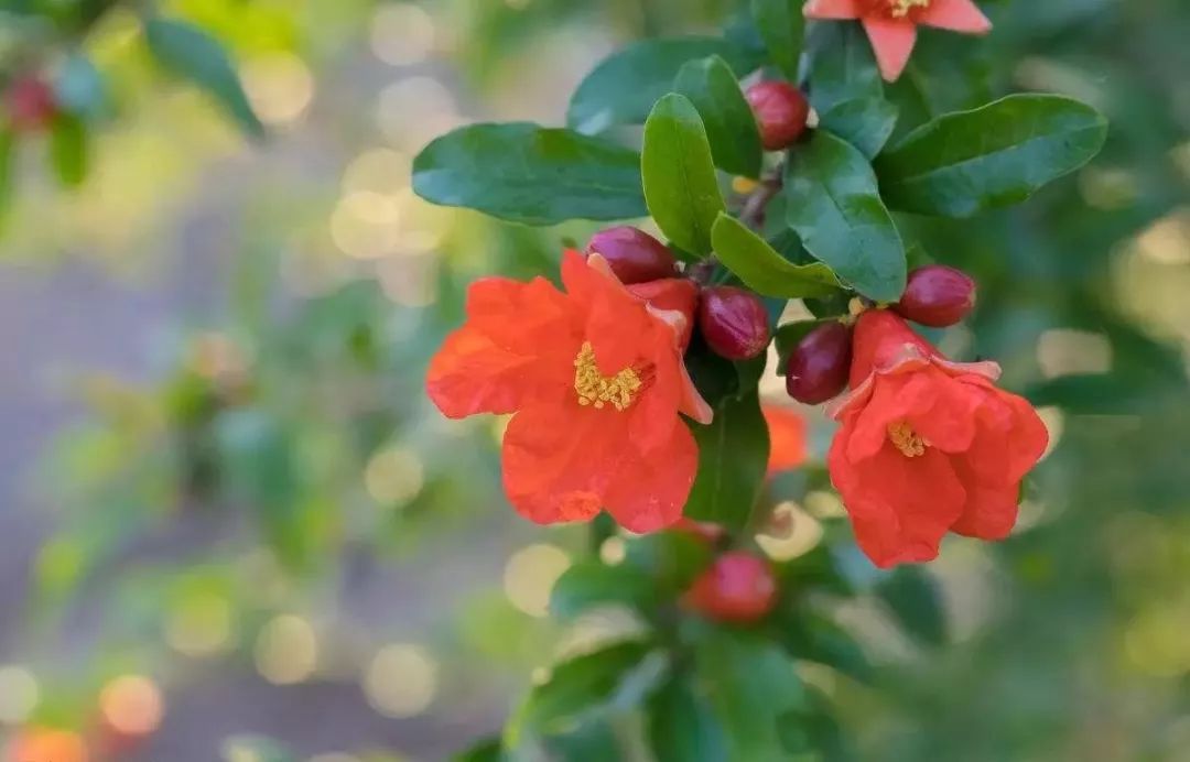 盘点世界各国国花中国国花,各国国花的图片大全