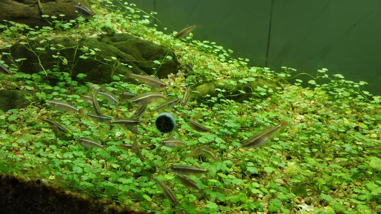 养白云金丝鱼需要过滤吗,养白云金丝鱼的缺点和优点