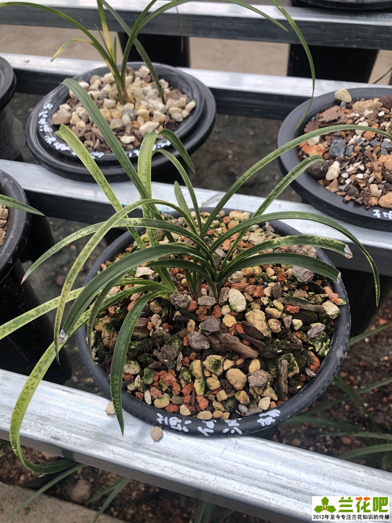 种兰花最好用什么植料,种兰花要用什么保湿