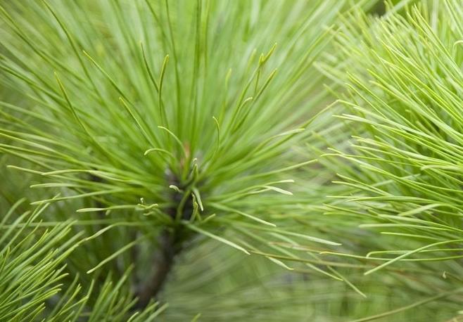 松针叶养鸡有什么用,松针粉养鸡的正确方法