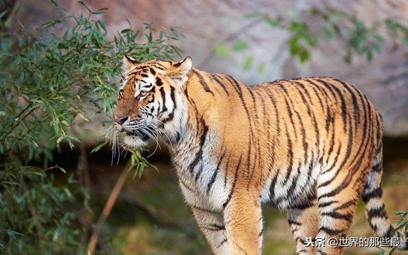 狮子和老虎的智商测试,狮子和老虎的智商谁更高