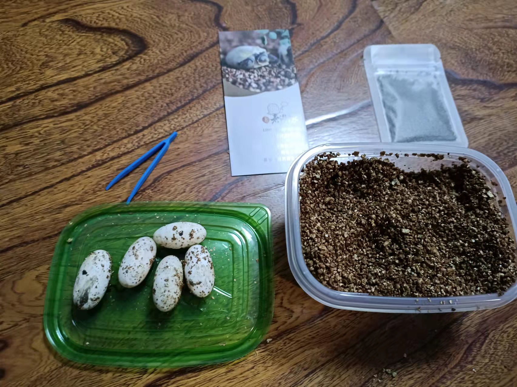 龟蛋刚出壳的乌龟怎么养,从乌龟蛋孵化出来