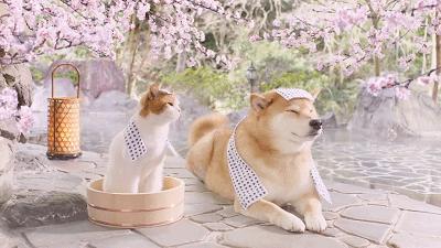 潍坊碱悦盐温泉好玩吗,滨海碱悦盐温泉攻略