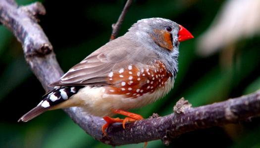 读完名家名篇的动物描写，恨不得穿过屏幕抱抱它们