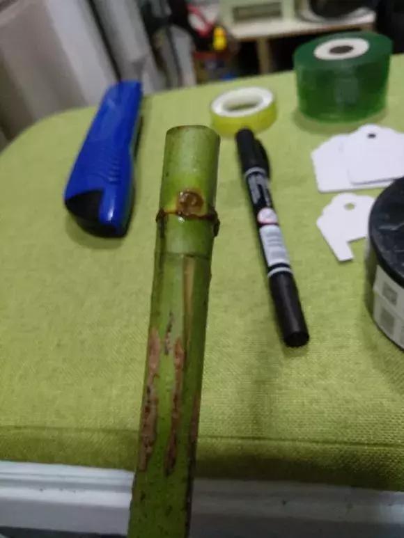 买假花月季,网上买的月季怎么处理