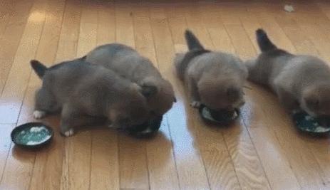 福懋宠物医院南岗分院,福懋宠物医院樟木头