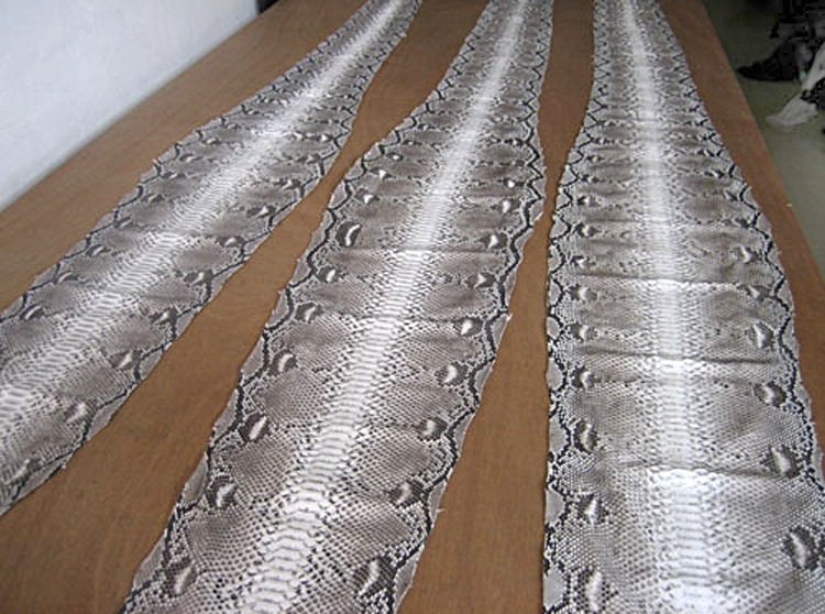 30公斤巨蟒进村吃200只鸡,巨蟒真实吞食野猪