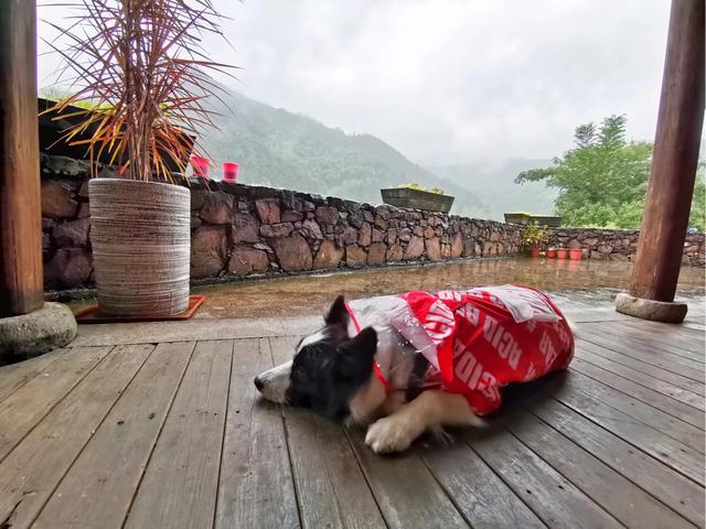 带着狗出去旅游需要注意什么,怎么带狗子出门旅行呢