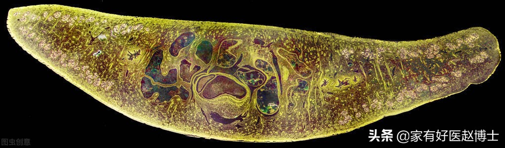 细菌、病毒、寄生虫也可致癌？防癌，务必远离7大常见致癌病原体
