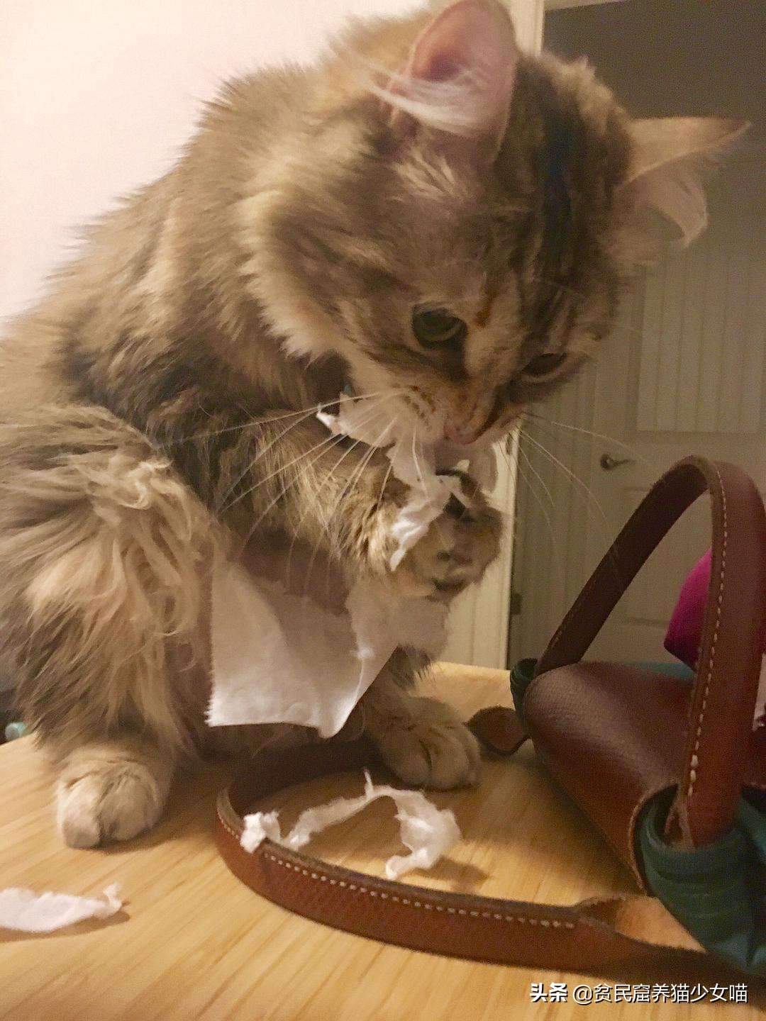 猫咪爱撕卫生纸怎么办,淘气的猫咪该怎么办