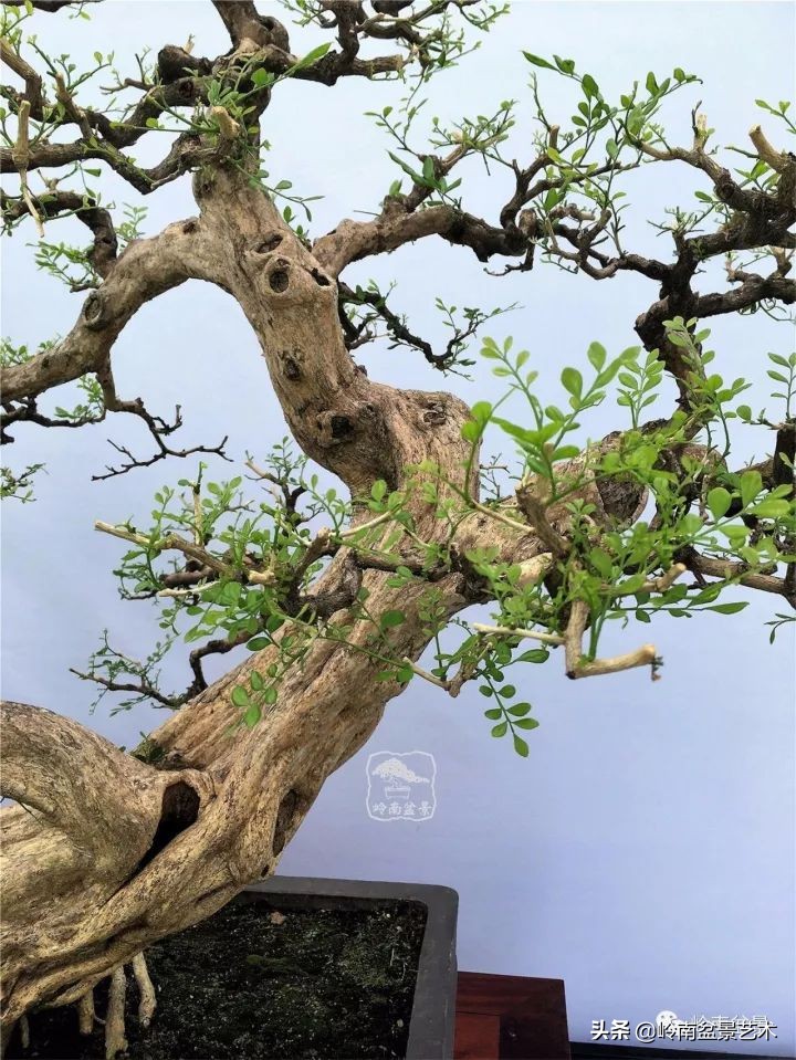 骞哥涔呬箙鐢滅敎铚滆湝,骞哥涔呬箙