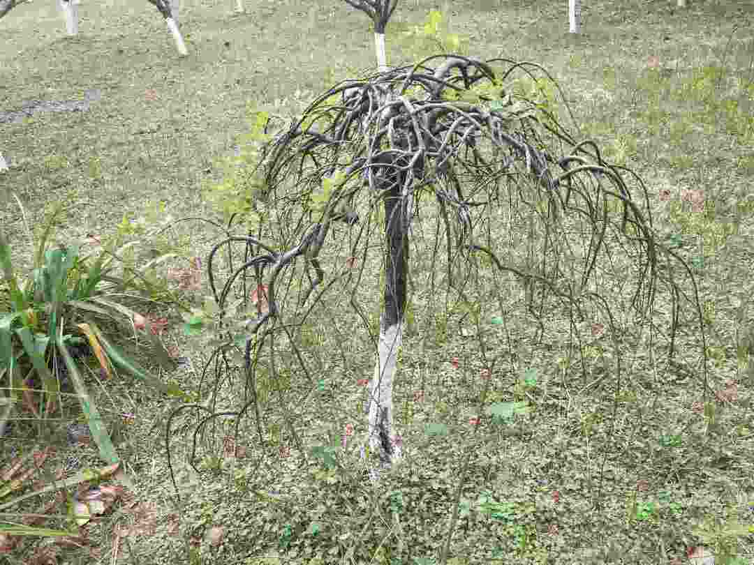 情知不久须相见，一日甚三秋，愁来不自由。‖马坝人遗址公园