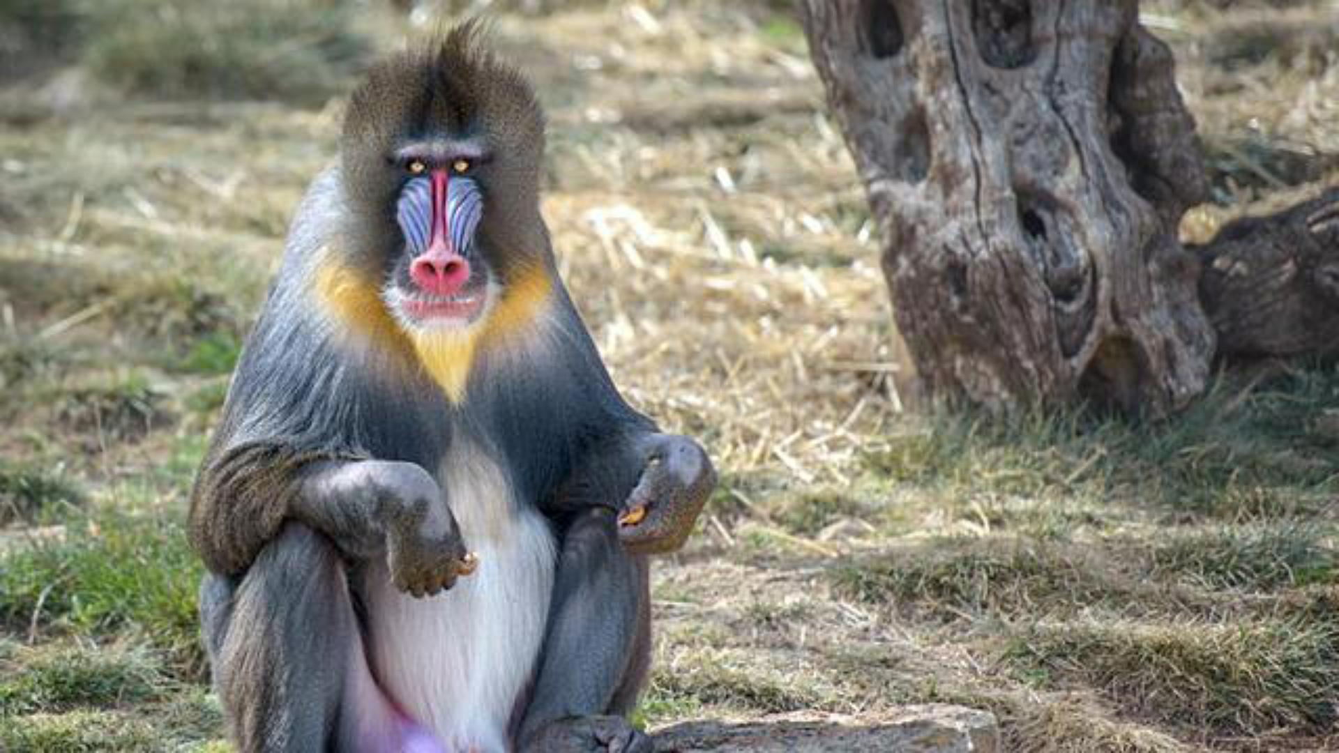 非洲山鬼，猴族*物尤**—山魈，并非鬼怪，而是现实版的“美猴王”