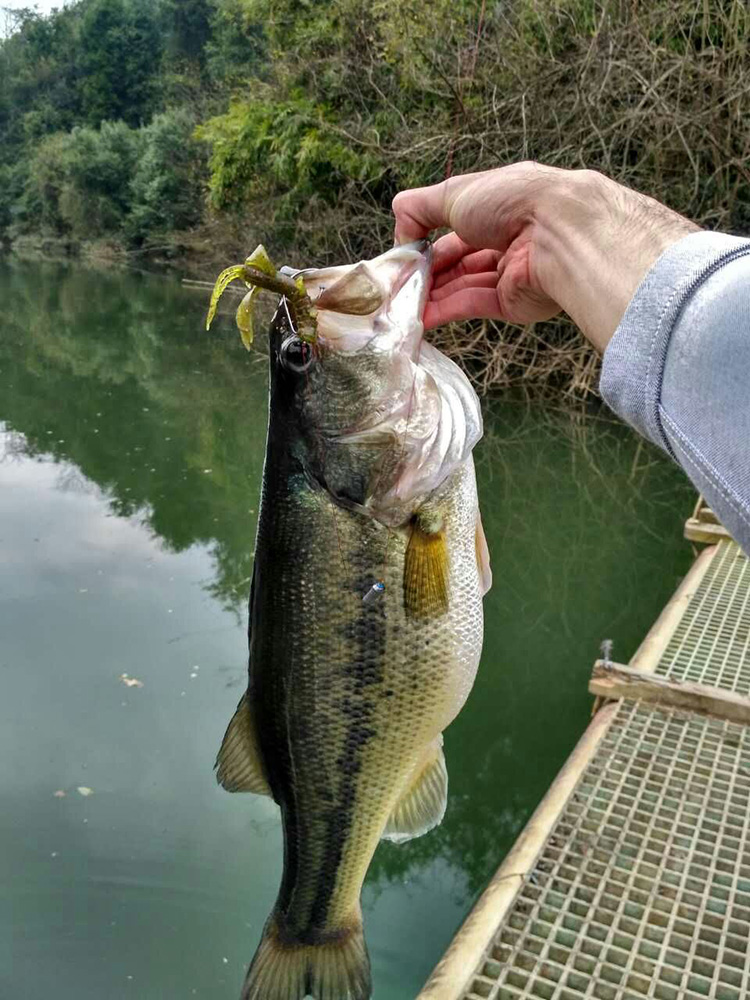 加州鲈鱼路亚用多大的钩,路亚加州鲈鱼多大就会繁殖
