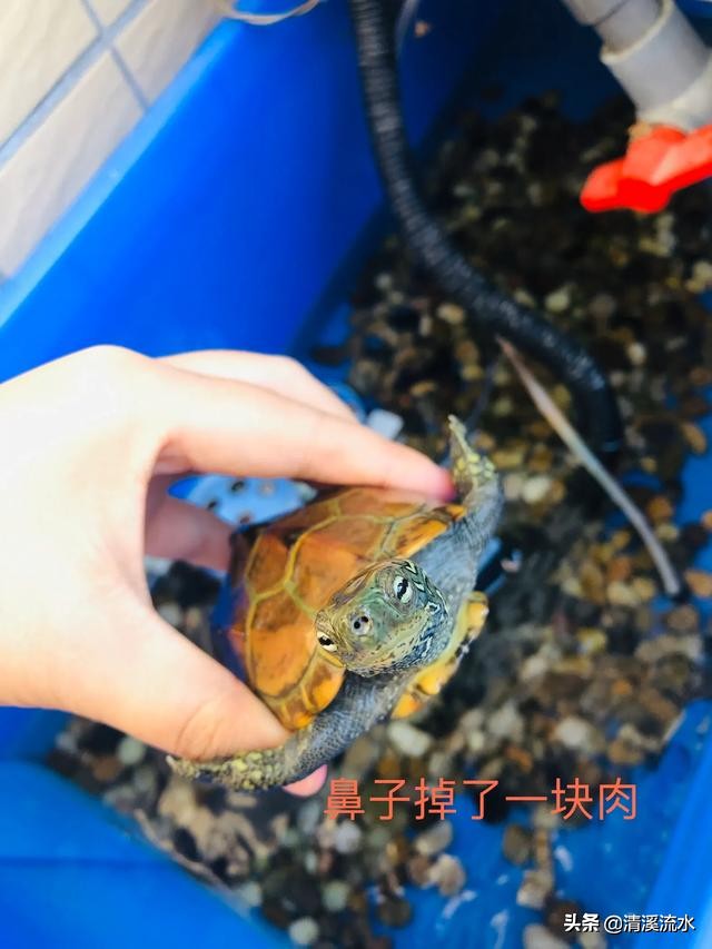 乌龟腐皮腐甲自愈过程,乌龟又腐甲又鼓包怎么办