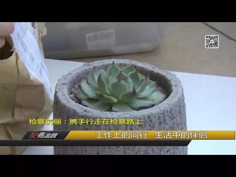 龙岩有对检察伉俪，法治路上他们风雨兼程······